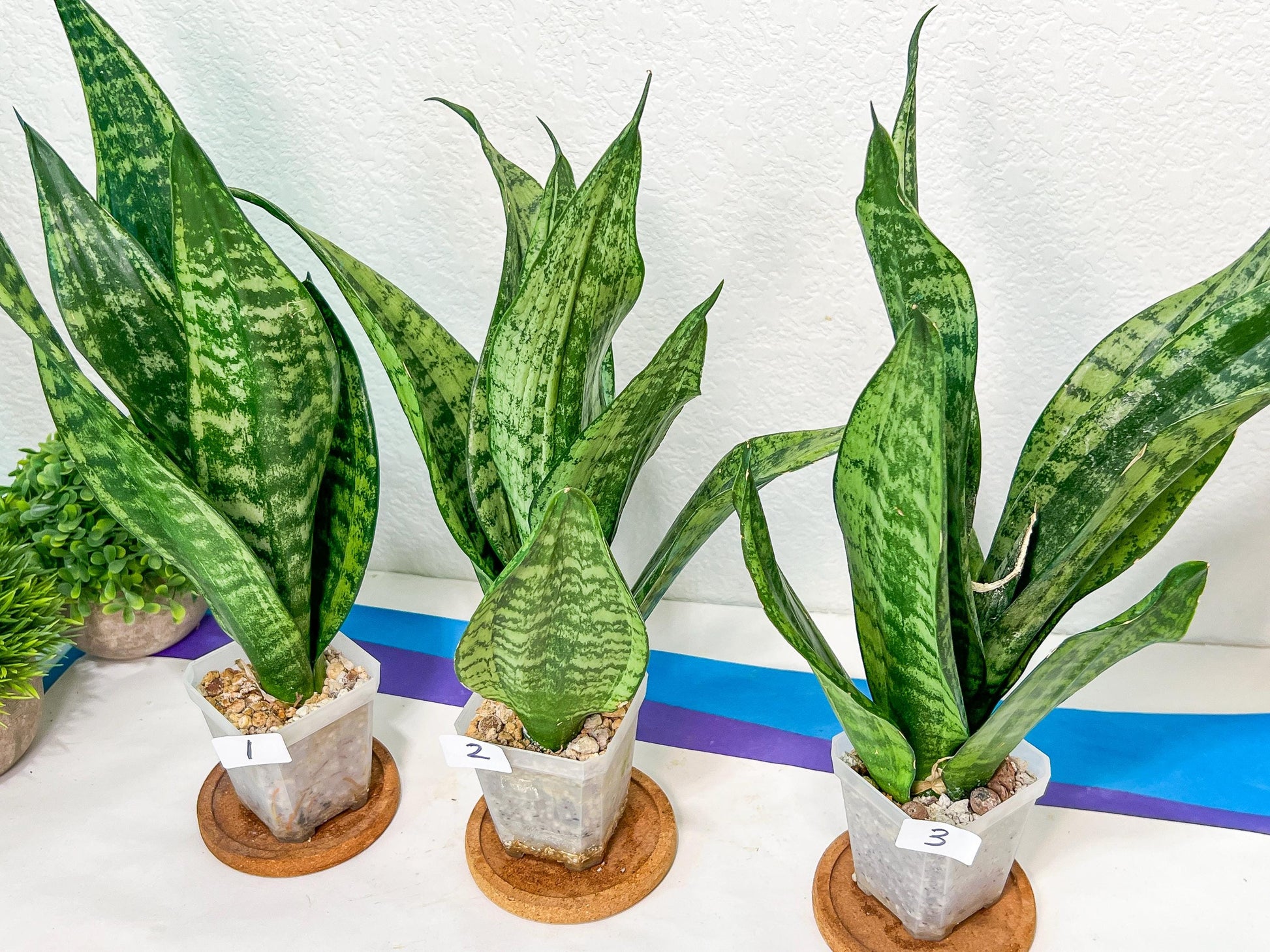 Sansevieria Moonshine Mutant | Choose Your Own Rare Plant