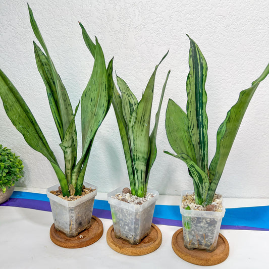 Sansevieria Moonshine Brazilian (#R14) | Hard to Find | Mutated Moonshine