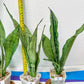 Sansevieria Moonshine Brazilian (#R14) | Hard to Find | Mutated Moonshine