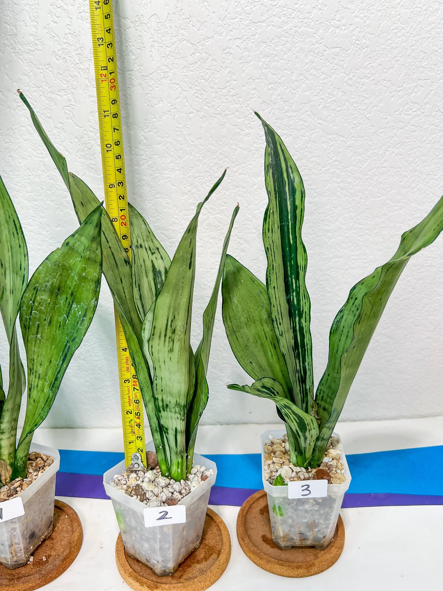 Sansevieria Moonshine Brazilian (#R14) | Hard to Find | Mutated Moonshine