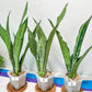 Sansevieria Moonshine Brazilian (#R14) | Hard to Find | Mutated Moonshine