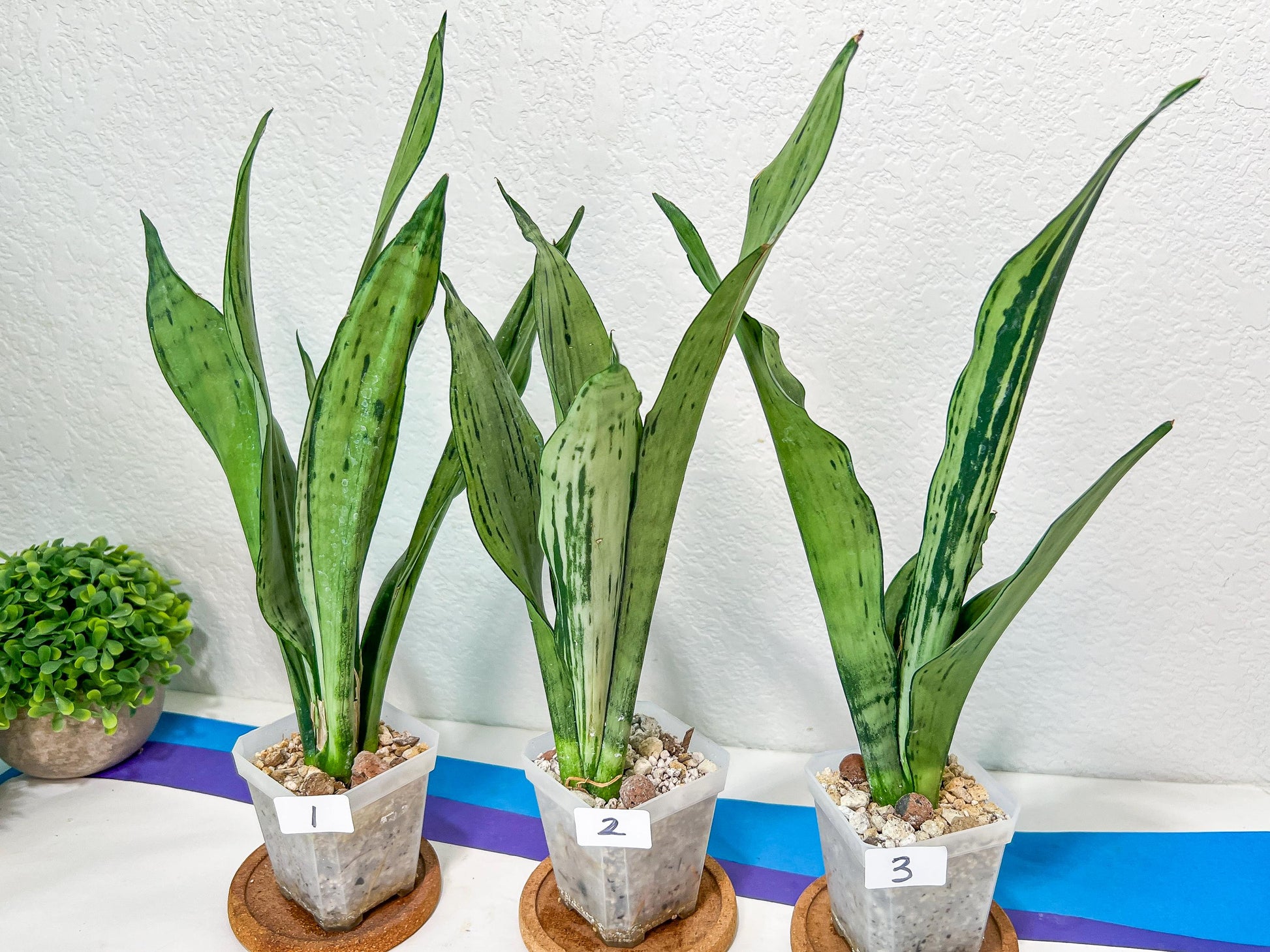 Sansevieria Moonshine Brazilian (#R14) | Hard to Find | Mutated Moonshine