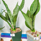 Sansevieria Moonshine Brazilian (#R14) | Hard to Find | Mutated Moonshine