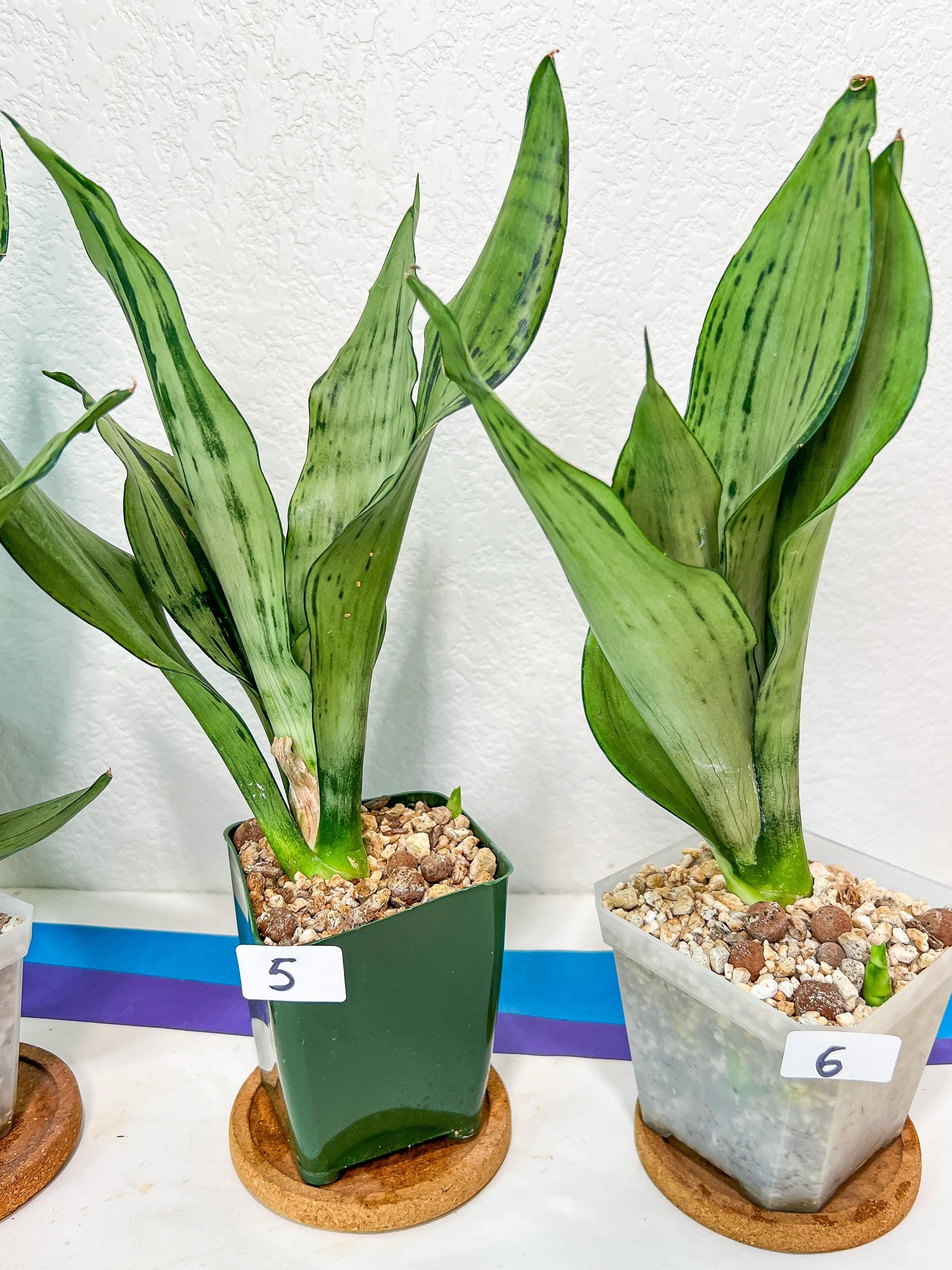 Sansevieria Moonshine Brazilian (#R14) | Hard to Find | Mutated Moonshine