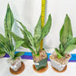 Sansevieria Moonshine Brazilian (#R14) | Hard to Find | Mutated Moonshine