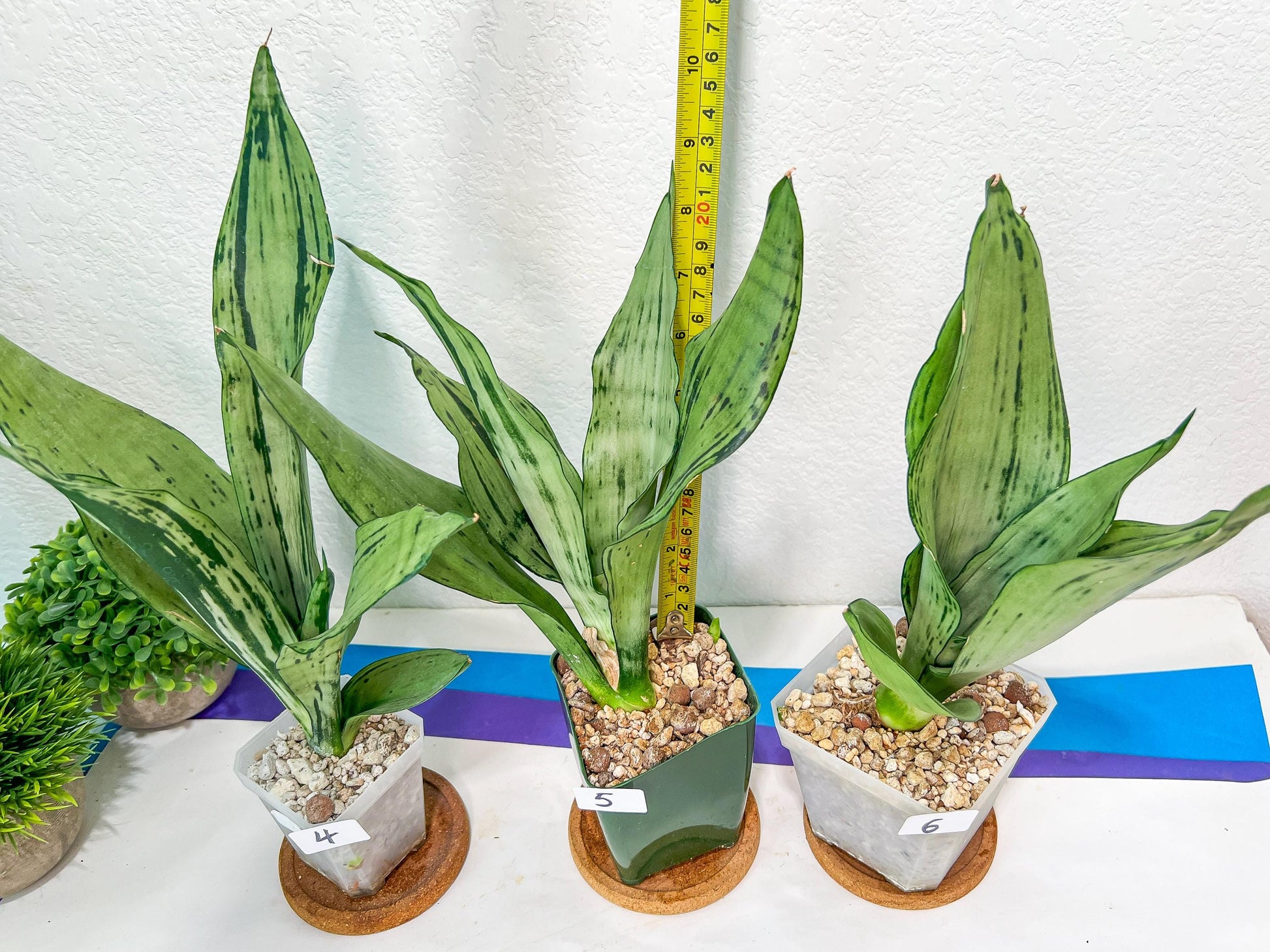 Sansevieria Moonshine Brazilian (#R14) | Hard to Find | Mutated Moonshine