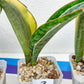 Sansevieria Dwarf Masoniana Variegated (#E4) | Choose Your Own Rare Plant