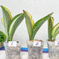 Sansevieria Dwarf Masoniana Variegated (#E4) | Choose Your Own Rare Plant