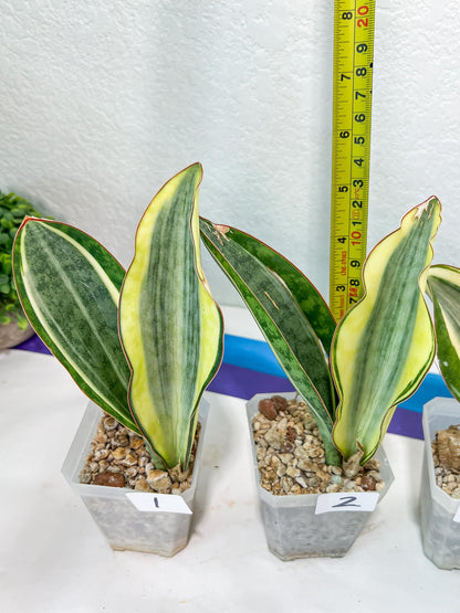 Sansevieria Dwarf Masoniana Variegated (#E4) | Choose Your Own Rare Plant