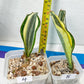 Sansevieria Dwarf Masoniana Variegated (#E4) | Choose Your Own Rare Plant