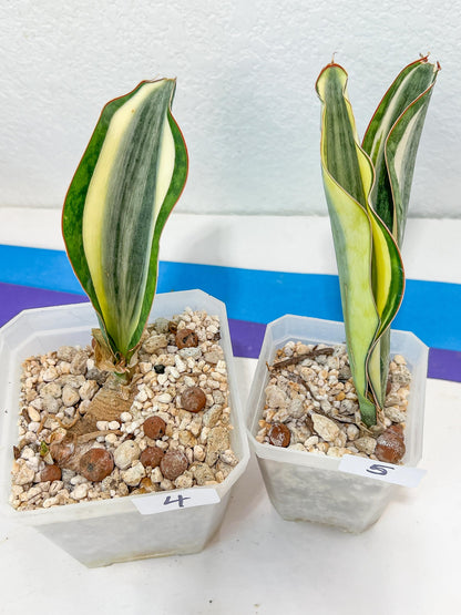 Sansevieria Dwarf Masoniana Variegated (#E4) | Choose Your Own Rare Plant