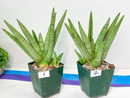 Sansevieria Snow Boy | Choose Your Own Rare Plant