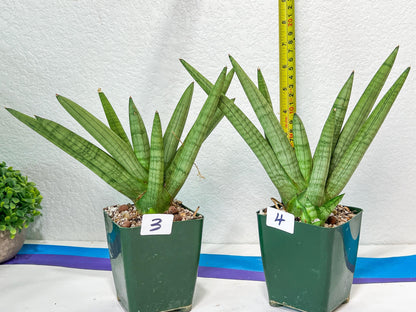 Sansevieria Snow Boy | Choose Your Own Rare Plant