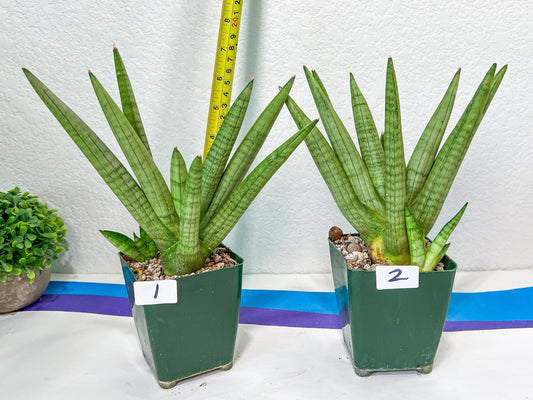 Sansevieria Snow Boy | Choose Your Own Rare Plant