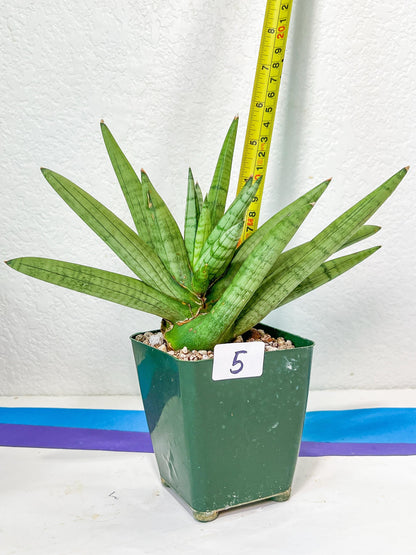 Sansevieria Snow Boy | Choose Your Own Rare Plant