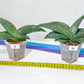 Sansevieria Banana | Choose Your Own Rare Plant