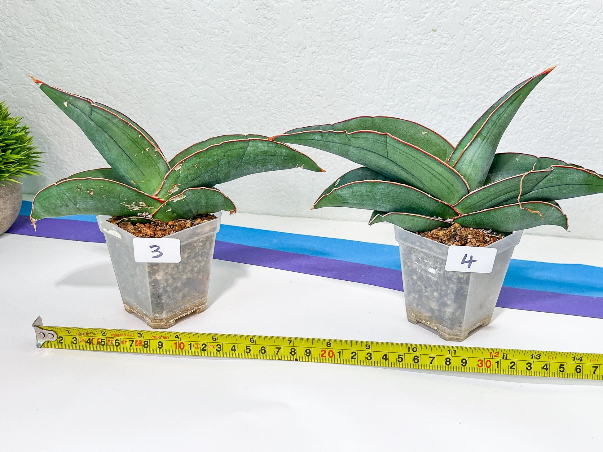 Sansevieria Banana | Choose Your Own Rare Plant