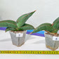 Sansevieria Banana | Choose Your Own Rare Plant