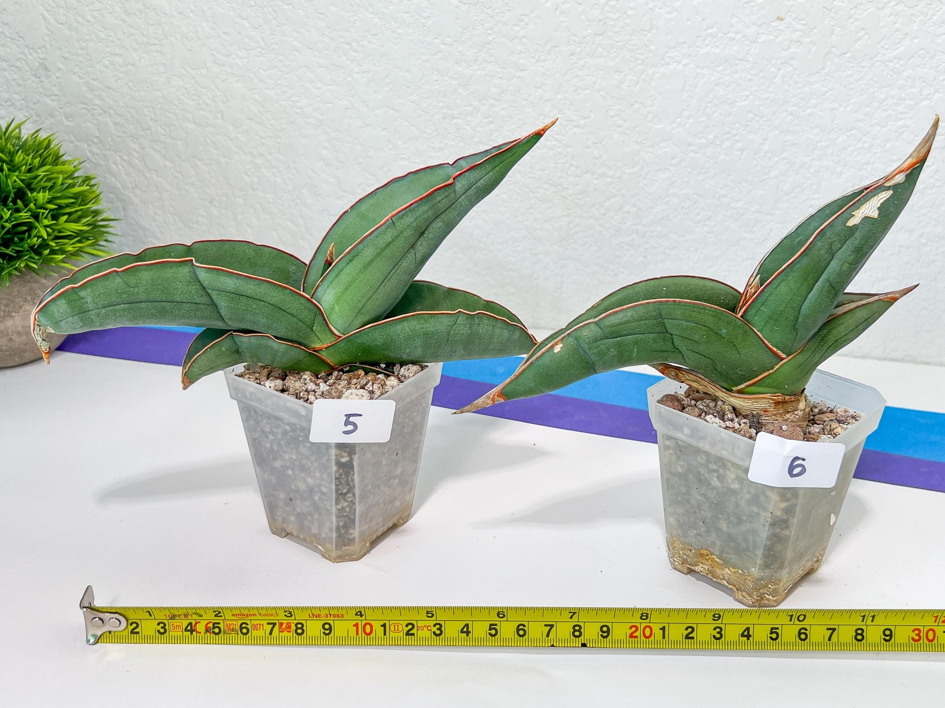 Sansevieria Banana | Choose Your Own Rare Plant