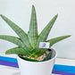 Sansevieria Super Chubby | Imported Snake Plants | Rare Hybrids