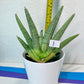 Sansevieria Super Chubby | Imported Snake Plants | Rare Hybrids