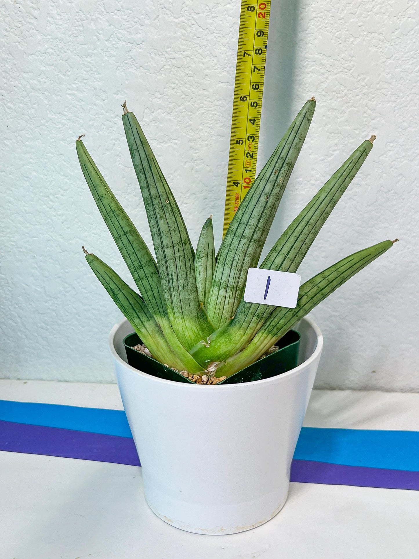 Sansevieria Super Chubby | Imported Snake Plants | Rare Hybrids