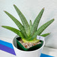 Sansevieria Super Chubby | Imported Snake Plants | Rare Hybrids