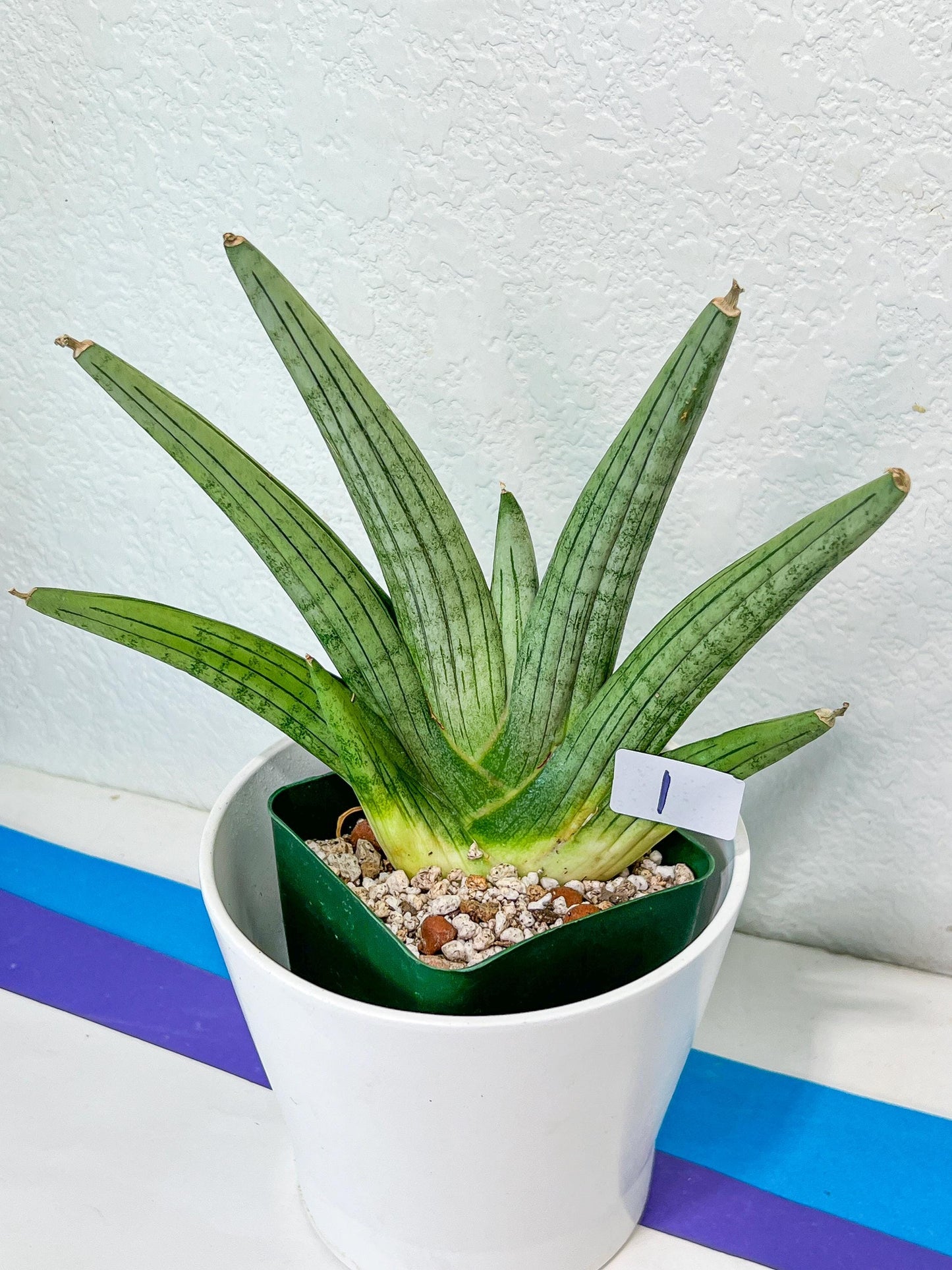 Sansevieria Super Chubby | Imported Snake Plants | Rare Hybrids