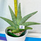 Sansevieria Super Chubby | Imported Snake Plants | Rare Hybrids