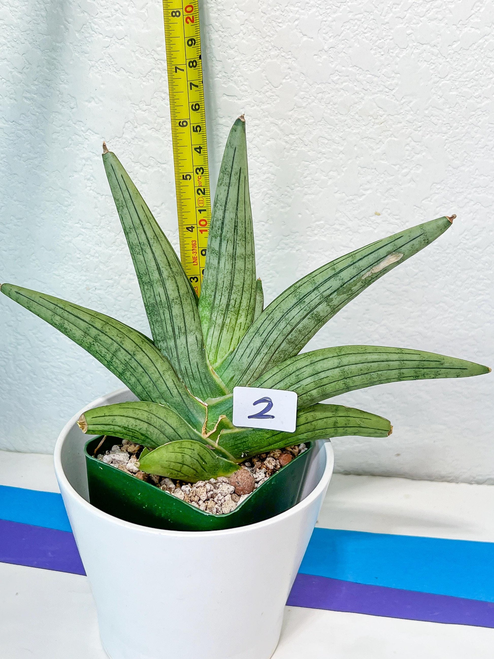 Sansevieria Super Chubby | Imported Snake Plants | Rare Hybrids