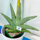 Sansevieria Super Chubby | Imported Snake Plants | Rare Hybrids