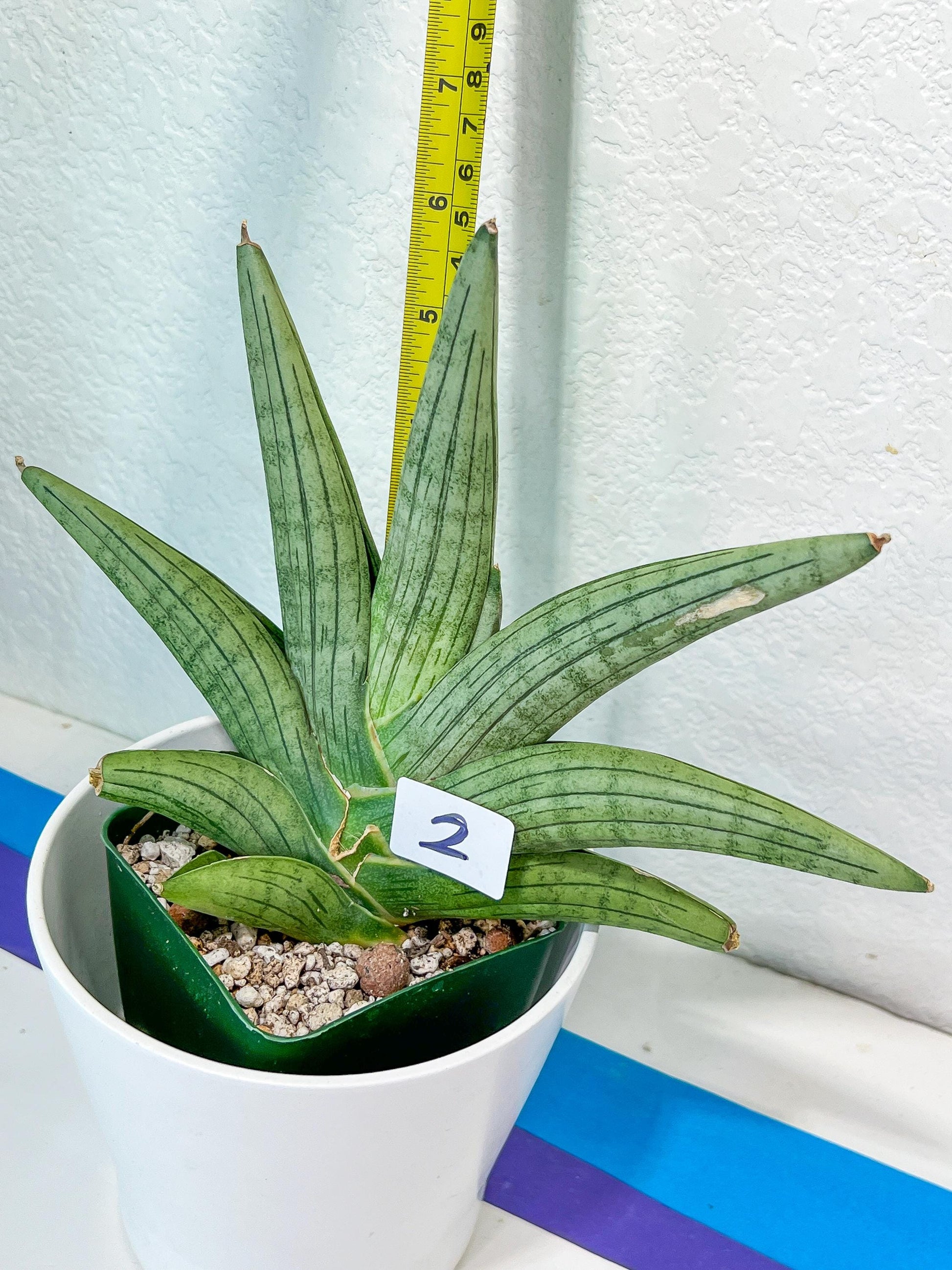 Sansevieria Super Chubby | Imported Snake Plants | Rare Hybrids