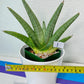 Sansevieria Super Chubby | Imported Snake Plants | Rare Hybrids