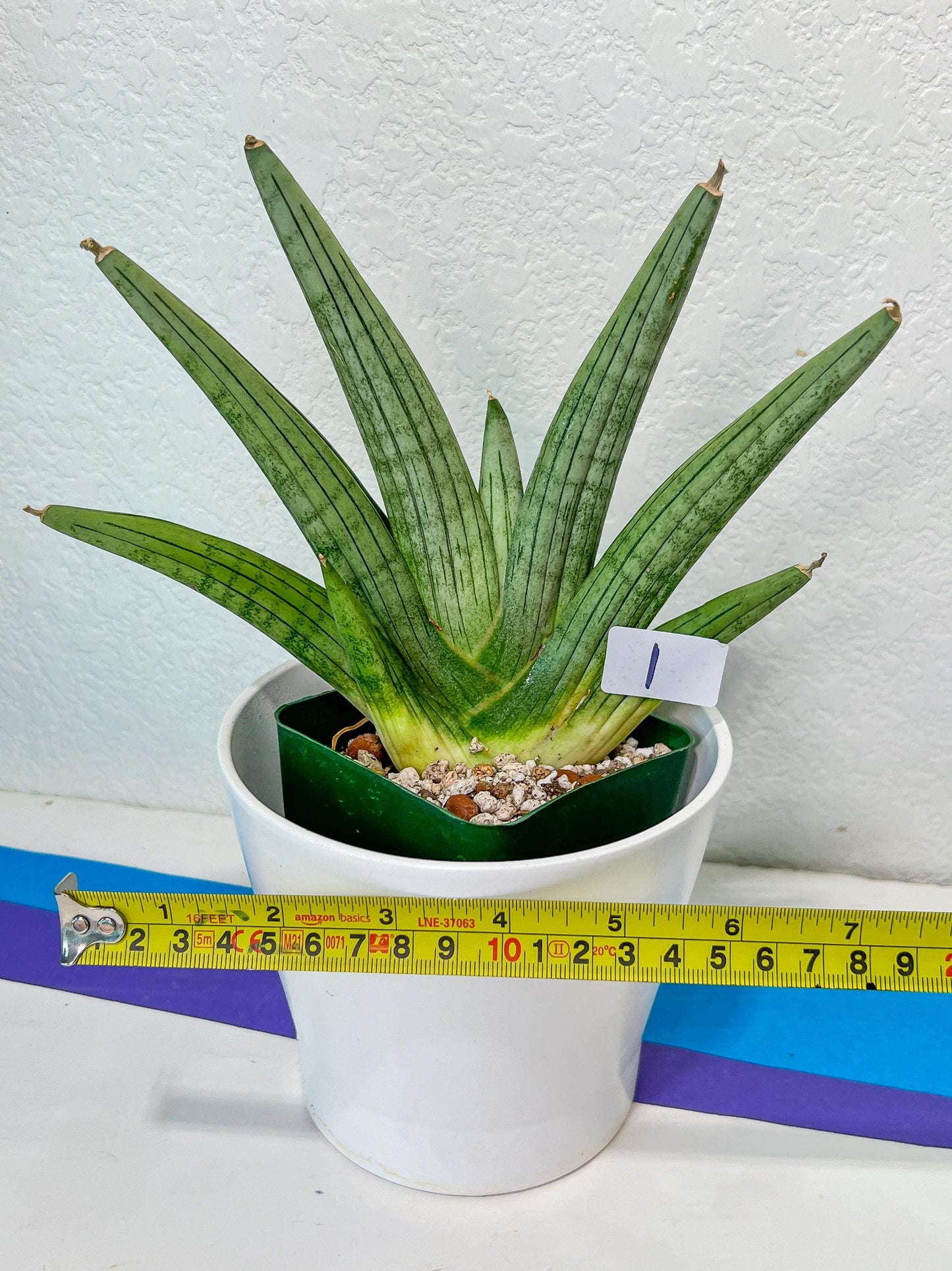 Sansevieria Super Chubby | Imported Snake Plants | Rare Hybrids