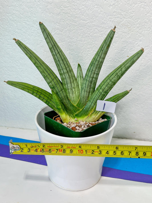 Sansevieria Super Chubby | Imported Snake Plants | Rare Hybrids