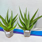 Sansevieria Bai Bid XL | Choose your own Plant | Rare Imported