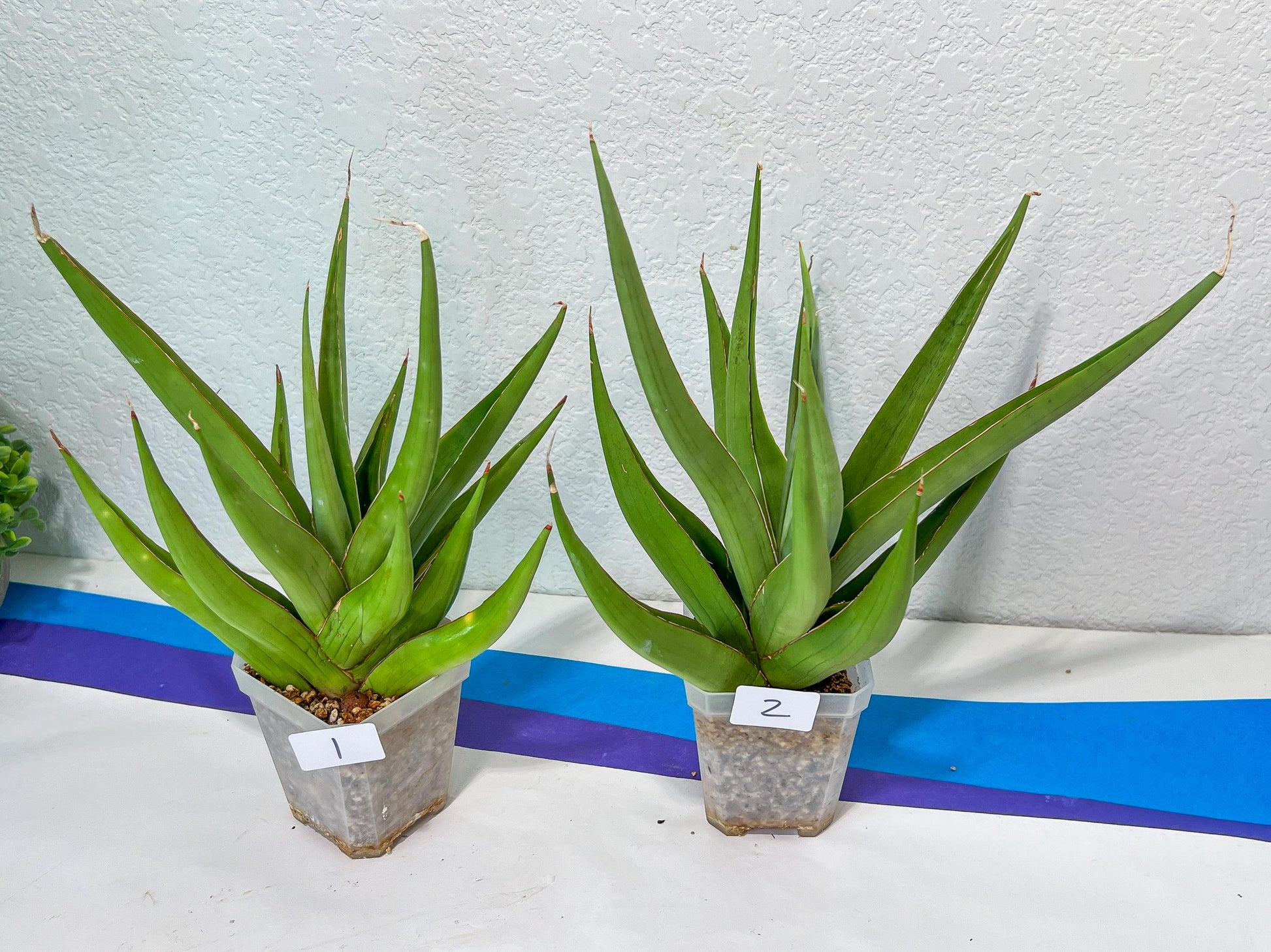 Sansevieria Bai Bid XL | Choose your own Plant | Rare Imported