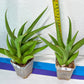 Sansevieria Bai Bid XL | Choose your own Plant | Rare Imported