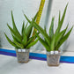 Sansevieria Bai Bid XL | Choose your own Plant | Rare Imported