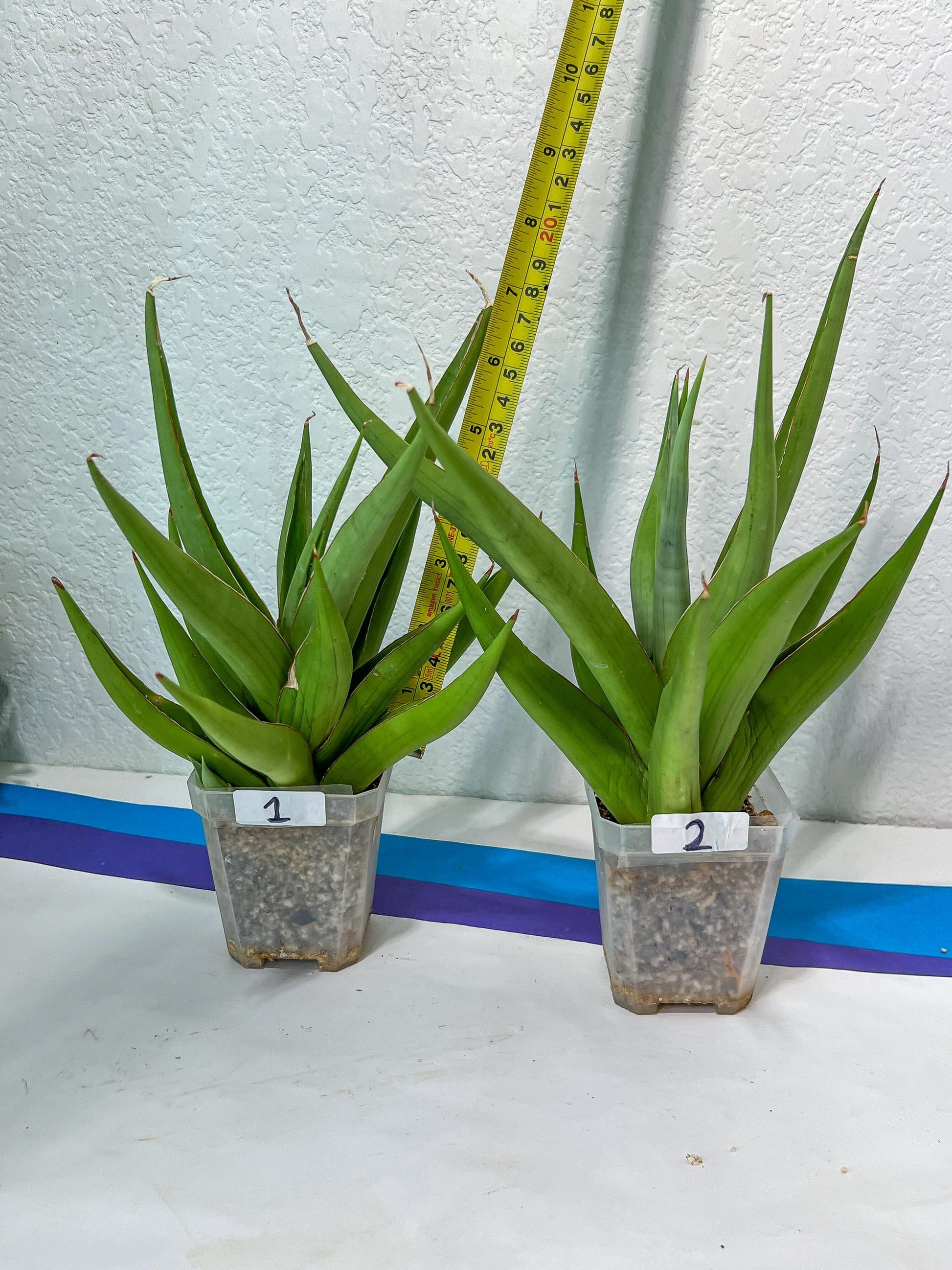 Sansevieria Bai Bid XL | Choose your own Plant | Rare Imported