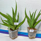 Sansevieria Bai Bid XL | Choose your own Plant | Rare Imported