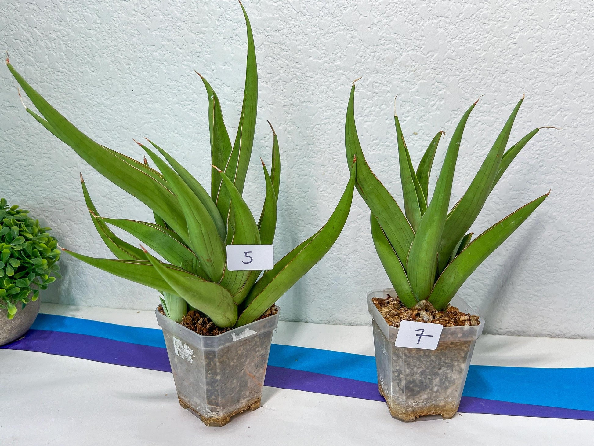 Sansevieria Bai Bid XL | Choose your own Plant | Rare Imported