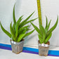 Sansevieria Bai Bid XL | Choose your own Plant | Rare Imported