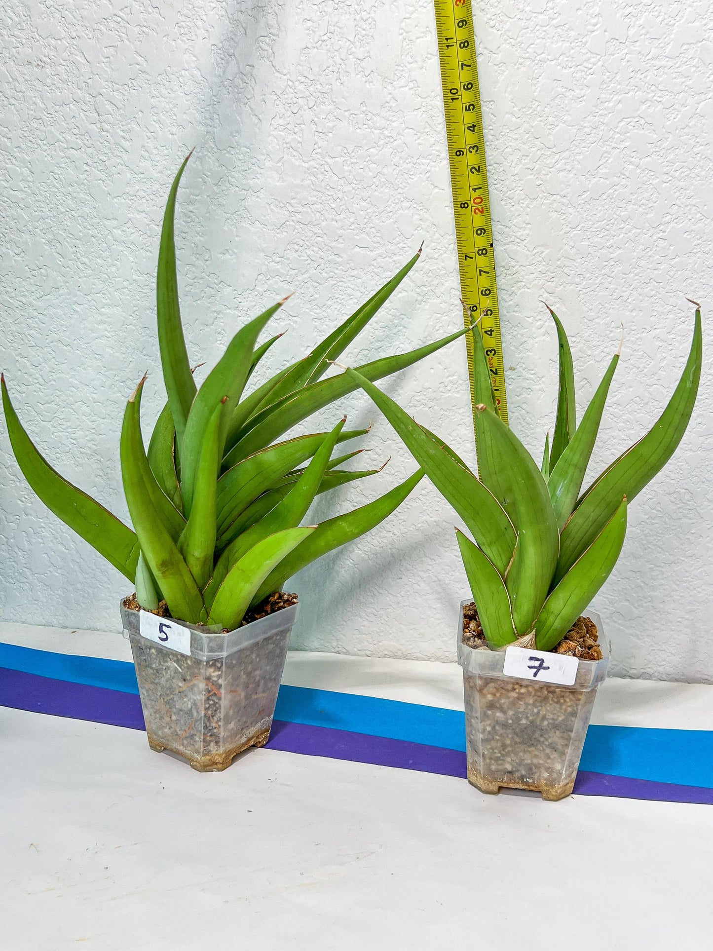 Sansevieria Bai Bid XL | Choose your own Plant | Rare Imported