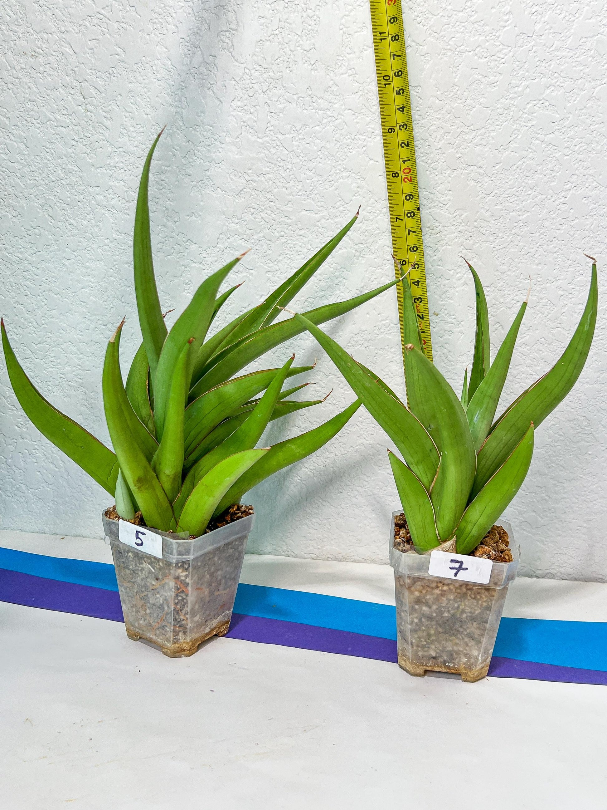 Sansevieria Bai Bid XL | Choose your own Plant | Rare Imported