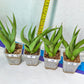 Sansevieria Bai Bid XL | Choose your own Plant | Rare Imported