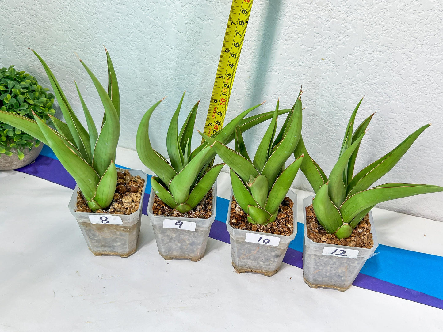 Sansevieria Bai Bid XL | Choose your own Plant | Rare Imported