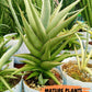 Sansevieria Bai Bid XL | Imported Plants | Rare Hybrid Species