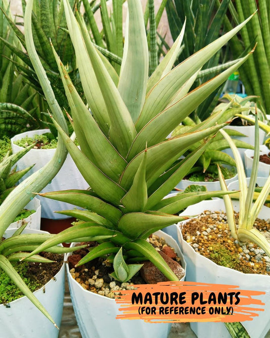 Sansevieria Bai Bid XL | Imported Plants | Rare Hybrid Species