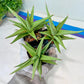 Sansevieria Chanin (PH2) | Imported Hybrids | 2" Pots